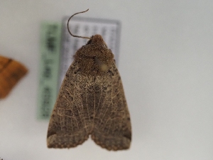  ( - TLMF_Lep_45928)  @11 [ ] CreativeCommons - Attribution Non-Commercial Share-Alike (2025) Peter Huemer Tiroler Landesmuseum