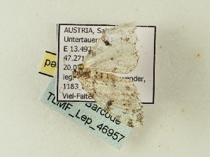  ( - TLMF_Lep_46957)  @11 [ ] CreativeCommons - Attribution Non-Commercial Share-Alike (2026) Val&eacute;rian Gou&euml;set Tiroler Landesmuseum