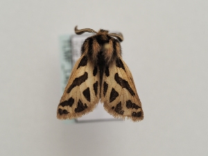  (Ocnogyna clathrata - TLMF_Lep_48124)  @11 [ ] CreativeCommons - Attribution Non-Commercial Share-Alike (2026) Peter Huemer Tiroler Landesmuseum