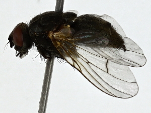  ( - BIOUG91310-F02)  @11 [ ] CreativeCommons - Attribution (2022) CBG Photography Group Centre for Biodiversity Genomics