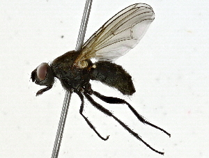  ( - BIOUG91349-D01)  @11 [ ] CreativeCommons - Attribution (2022) CBG Photography Group Centre for Biodiversity Genomics
