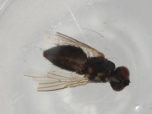  ( - BIOUG93914-H03)  @11 [ ] CreativeCommons - Attribution (2022) Centre for Biodiversity Genomics Centre for Biodiversity Genomics