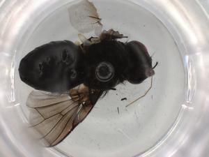  ( - BIOUG93923-C12)  @11 [ ] CreativeCommons - Attribution (2022) Centre for Biodiversity Genomics Centre for Biodiversity Genomics