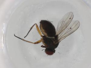  ( - BIOUG95395-B10)  @11 [ ] CreativeCommons - Attribution (2022) Centre for Biodiversity Genomics Centre for Biodiversity Genomics