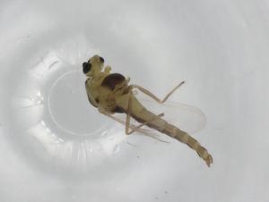  ( - BIOUG98419-F09)  @11 [ ] CreativeCommons - Attribution (2023) Centre for Biodiversity Genomics Centre for Biodiversity Genomics