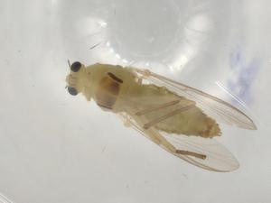  ( - BIOUG98420-B12)  @11 [ ] CreativeCommons - Attribution (2023) Centre for Biodiversity Genomics Centre for Biodiversity Genomics