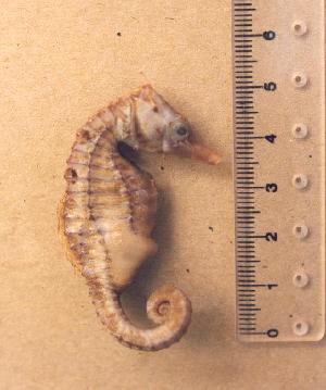  (Hippocampus biocellatus - MWAP.14630)  @14 [ ] Copyright (2006) Sara A. Lourie Redpath Museum
