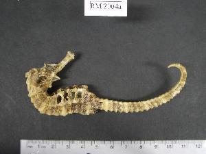  (Hippocampus algiricus - RM2004a)  @14 [ ] Copyright (2006) Sara A. Lourie Redpath Museum