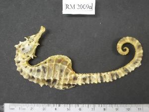  (Hippocampus abdominalis - RM2009a)  @14 [ ] Copyright (2006) Sara A. Lourie Redpath Museum