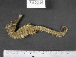  (Hippocampus borboniensis - RM2012e)  @14 [ ] Copyright (2006) Sara A. Lourie Redpath Museum