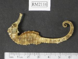  (Hippocampus trimaculatus - RM2116)  @14 [ ] Copyright (2006) Sara A. Lourie Redpath Museum