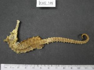  (Hippocampus subelongatus - RM2134b)  @13 [ ] Copyright (2006) Sara A. Lourie Redpath Museum