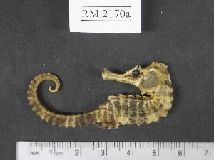  (Hippocampus reidi - RM2170a)  @14 [ ] Copyright (2006) Sara A. Lourie Redpath Museum