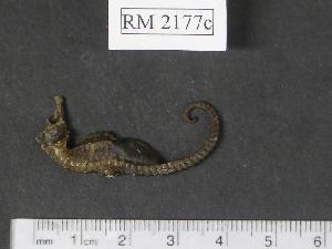  (Hippocampus mohnikei - RM2177c)  @14 [ ] Copyright (2006) Sara A. Lourie Redpath Museum