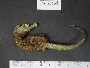  (Hippocampus guttulatus - RM2236d)  @14 [ ] Copyright (2006) Sara A. Lourie Redpath Museum
