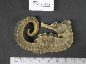  (Hippocampus ingens - RM2542a)  @14 [ ] Copyright (2006) Sara A. Lourie Redpath Museum