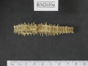  (Hippocampus spinosissimus - RM2650a)  @14 [ ] Copyright (2006) Sara A. Lourie Redpath Museum