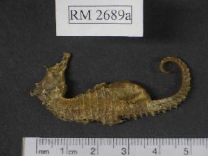  (Hippocampus camelopardalis - RM2689a)  @14 [ ] Copyright (2006) Sara A. Lourie Redpath Museum