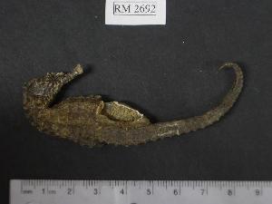  (Hippocampus cf. fuscus - RM2692)  @14 [ ] Copyright (2006) Sara A. Lourie Redpath Museum