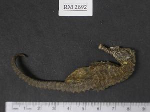  (Hippocampus cf. fuscus - RM2692)  @14 [ ] Copyright (2006) Sara A. Lourie Redpath Museum