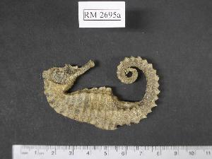  (Hippocampus cf. borboniensis - RM2695a)  @14 [ ] Copyright (2006) Sara A. Lourie Redpath Museum