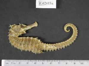  (Hippocampus spinosissimus - RM2813n)  @14 [ ] Copyright (2006) Sara A. Lourie Redpath Museum