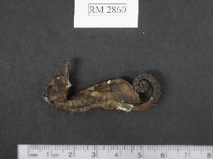  (Hippocampus fuscus - RM2860)  @14 [ ] Copyright (2006) Sara A. Lourie Redpath Museum