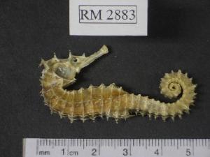  (Hippocampus angustus - RM2883)  @14 [ ] Copyright (2006) Sara A. Lourie Redpath Museum