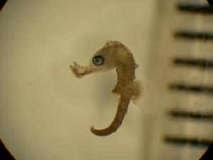  (Hippocampus hippocampus - RM2991)  @14 [ ] Copyright (2006) Sara A. Lourie Redpath Museum
