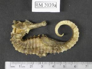  (Hippocampus queenslandicus - RM3039a)  @14 [ ] Copyright (2006) Sara A. Lourie Redpath Museum