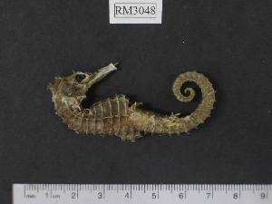  (Hippocampus queenslandicus - RM3048)  @14 [ ] Copyright (2006) Sara A. Lourie Redpath Museum