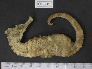  (Hippocampus algiricus - RM3052)  @14 [ ] Copyright (2006) Sara A. Lourie Redpath Museum
