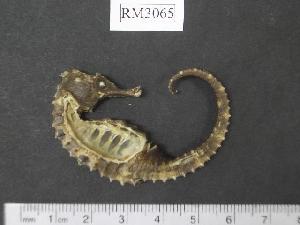  (Hippocampus biocellatus - RM3065)  @14 [ ] Copyright (2006) Sara A. Lourie Redpath Museum