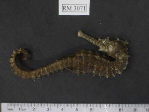  (Hippocampus angustus - RM3071)  @14 [ ] Copyright (2006) Sara A. Lourie Redpath Museum