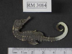  (Hippocampus capensis - RM3084)  @14 [ ] Copyright (2006) Sara A. Lourie Redpath Museum