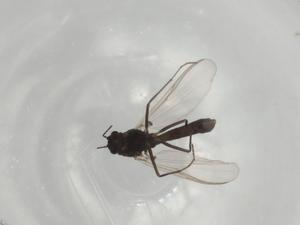  ( - BIOUG75676-A10)  @11 [ ] CreativeCommons - Attribution (2022) Centre for Biodiversity Genomics Centre for Biodiversity Genomics