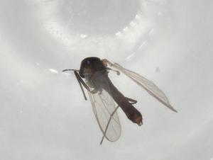  ( - BIOUG75679-E12)  @11 [ ] CreativeCommons - Attribution (2022) Centre for Biodiversity Genomics Centre for Biodiversity Genomics