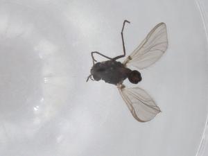  ( - BIOUG75680-A11)  @11 [ ] CreativeCommons - Attribution (2022) Centre for Biodiversity Genomics Centre for Biodiversity Genomics