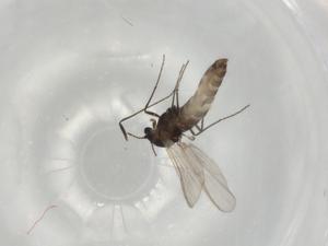  ( - BIOUG75681-F02)  @11 [ ] CreativeCommons - Attribution (2022) Centre for Biodiversity Genomics Centre for Biodiversity Genomics