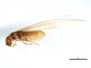  (Acanthotermes ahngerianus - HLC-10687)  @13 [ ] CreativeCommons - Attribution (2010) CBG Photography Group Centre for Biodiversity Genomics