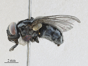  ( - CBG-A21632-F08)  @11 [ ] CreativeCommons - Attribution Share - Alike (2024) CBG Photography Group Centre for Biodiversity Genomics