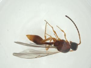  ( - CBG-A24722-A03)  @11 [ ] CreativeCommons - Attribution Share - Alike (2024) Centre for Biodiversity Genomics Centre for Biodiversity Genomics