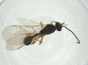  ( - CBG-A24723-A02)  @11 [ ] CreativeCommons - Attribution Share - Alike (2024) Centre for Biodiversity Genomics Centre for Biodiversity Genomics