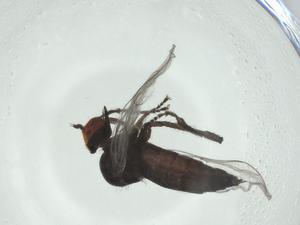  ( - CBG-A24723-D05)  @11 [ ] CreativeCommons - Attribution Share - Alike (2024) Centre for Biodiversity Genomics Centre for Biodiversity Genomics