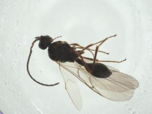  ( - CBG-A24723-F09)  @11 [ ] CreativeCommons - Attribution Share - Alike (2024) Centre for Biodiversity Genomics Centre for Biodiversity Genomics