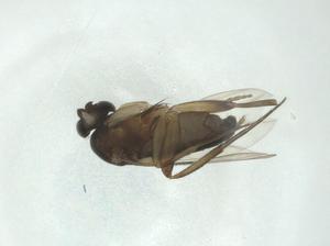  ( - CBG-A24724-A03)  @11 [ ] CreativeCommons - Attribution Share - Alike (2024) Centre for Biodiversity Genomics Centre for Biodiversity Genomics