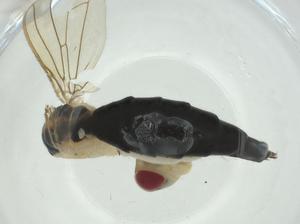  ( - CBG-A24724-B10)  @11 [ ] CreativeCommons - Attribution Share - Alike (2024) Centre for Biodiversity Genomics Centre for Biodiversity Genomics