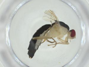  ( - CBG-A24724-C11)  @11 [ ] CreativeCommons - Attribution Share - Alike (2024) Centre for Biodiversity Genomics Centre for Biodiversity Genomics