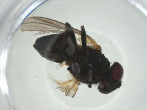  ( - CBG-A24724-G10)  @11 [ ] CreativeCommons - Attribution Share - Alike (2024) Centre for Biodiversity Genomics Centre for Biodiversity Genomics