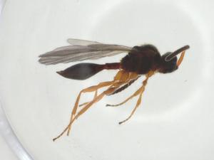  ( - CBG-A24726-B05)  @11 [ ] CreativeCommons - Attribution Share - Alike (2024) Centre for Biodiversity Genomics Centre for Biodiversity Genomics